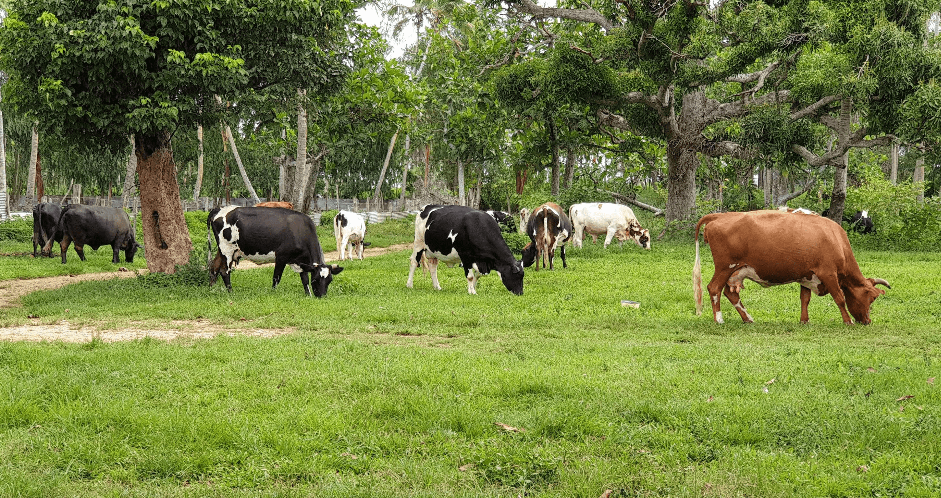 Cattle at Dan Farm Ltd, Tongatapu, Tonga